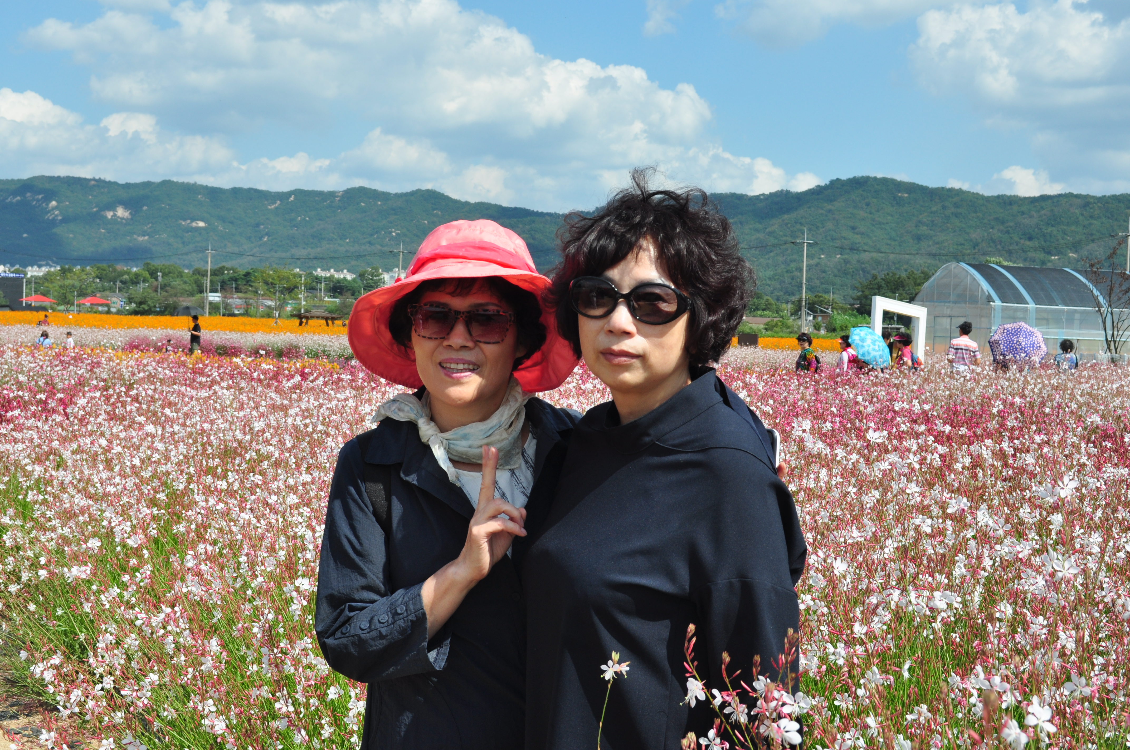 의정부 나리공원 천일홍 109.JPG