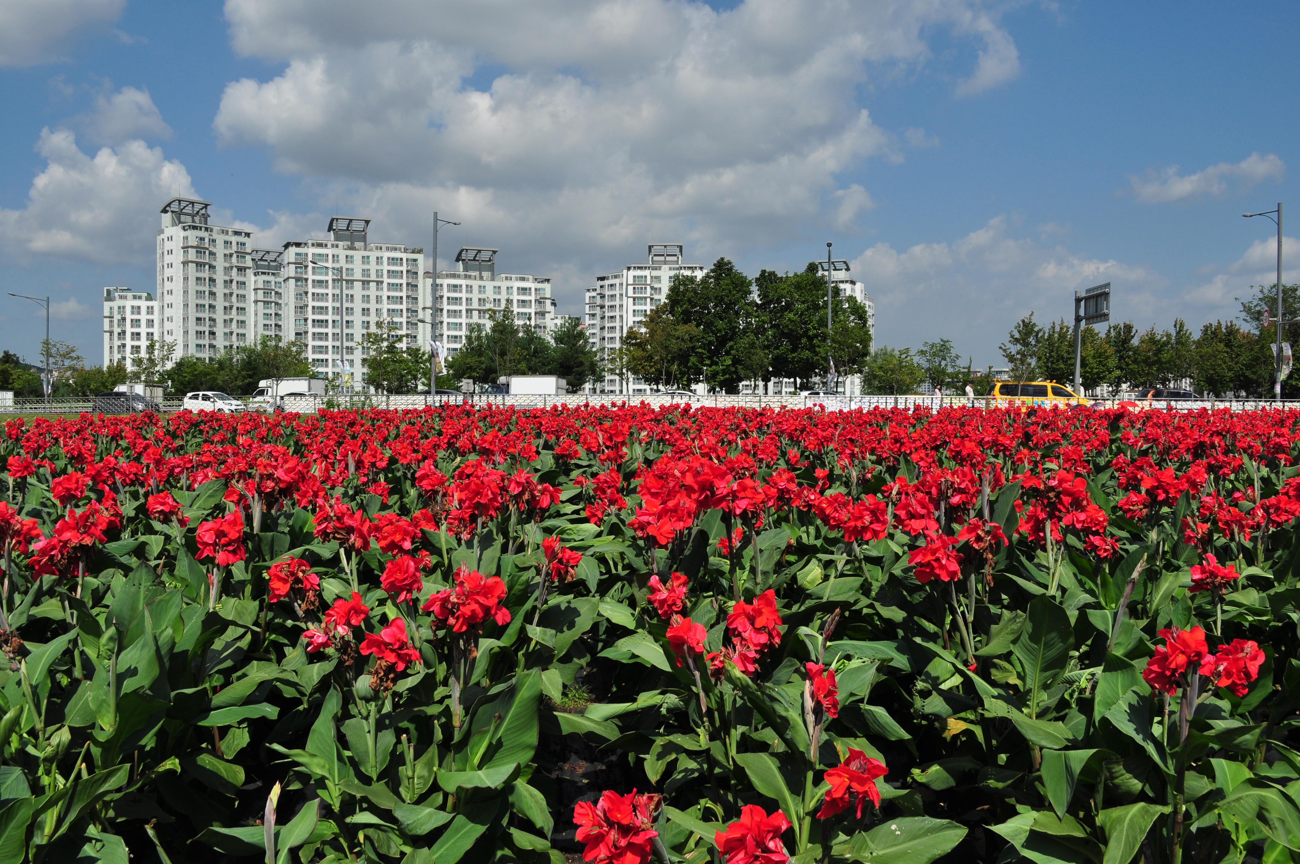 의정부 나리공원 천일홍 037.JPG